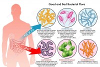 Flora bacteriana y como cuidarla